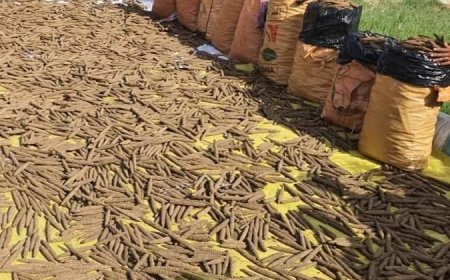 ضبط مزرعة "بنقو" بالشمالية
