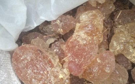 الفاتح داؤد يكتب... الصمغ العربي....ورقة "استراتجية" في مهب الريح