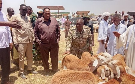 والي الجزيرة يقف على وارد خراف الأضاحي والأسعار بمدني