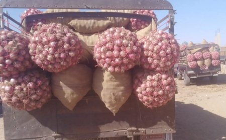 بقيمة ألف جنيه لكل شريحة.. بيع البصل(شرائح) في أسواق كادقلي