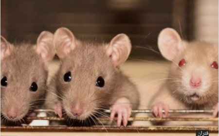 ظاهرة غريبة تثير مخاوف المواطنين في الجزيرة