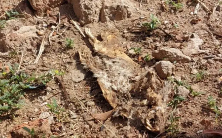 بدء التحقيق ميدانياً في ظاهرة نفوق الفئران بالجزيرة
