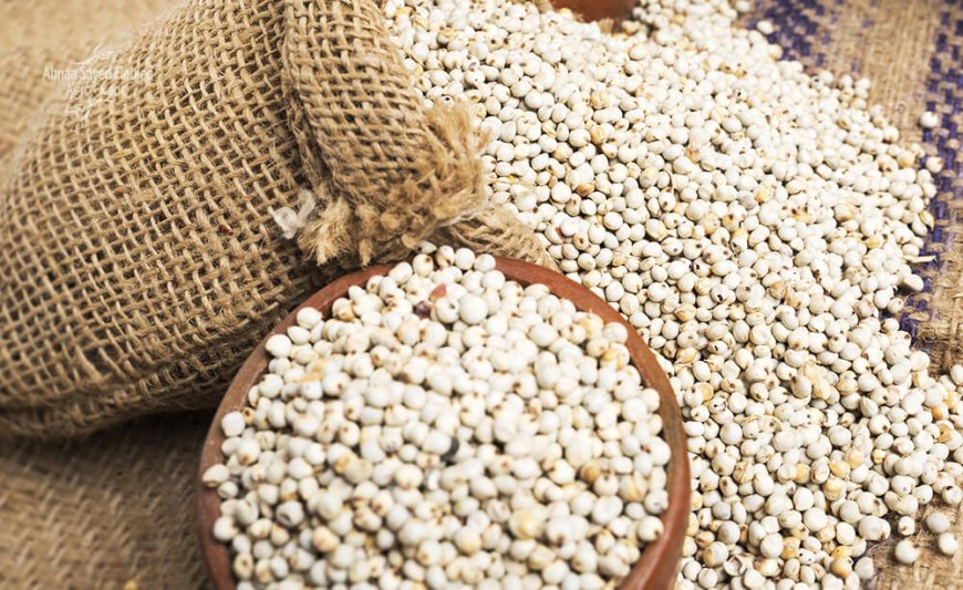 الحكومة تفتح باب تصدير الذرة