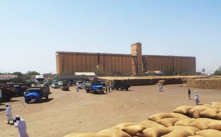 ارتفاع أسعار الذرة بالقضارف 