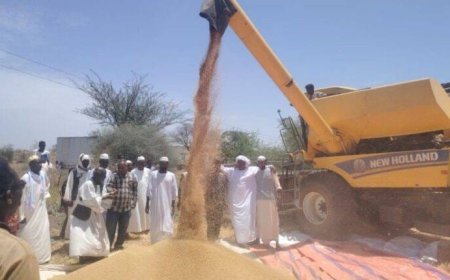 بدء صرف أرباح القمح للمزارعين في مشروع الجزيرة 