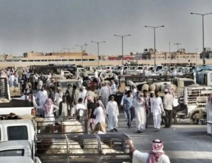نصفها من السودان...السعودية تستورد مواشي بـ20 مليار ريال 