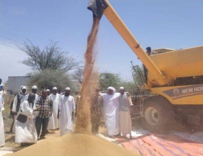 بدء صرف أرباح القمح للمزارعين في مشروع الجزيرة 