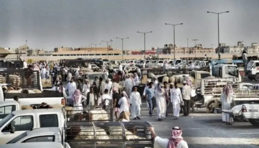 نصفها من السودان...السعودية تستورد مواشي بـ20 مليار ريال 
