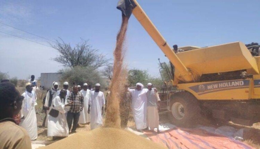 بدء صرف أرباح القمح للمزارعين في مشروع الجزيرة 