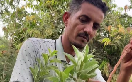 نجاح زراعة التفاح في ولاية نهر النيل 