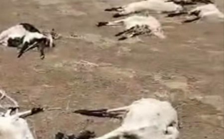 نفوق العشرات من الماشية في الجزيرة 