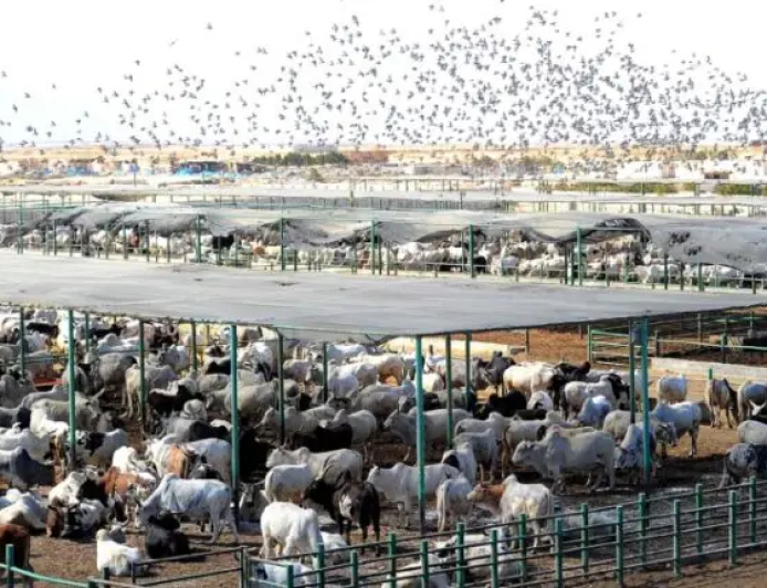 بدء تنفيذ مدينة الإنتاج الحيواني في نهر النيل