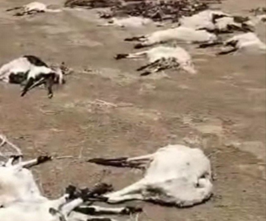 نفوق العشرات من الماشية في الجزيرة 