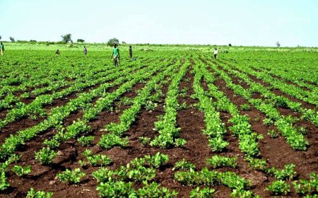 ارتفاع المساحات المزروعة بالقضارف إلى (5.7) مليون فدان والتمويل إلى (447.6) تريليون جنيه 
